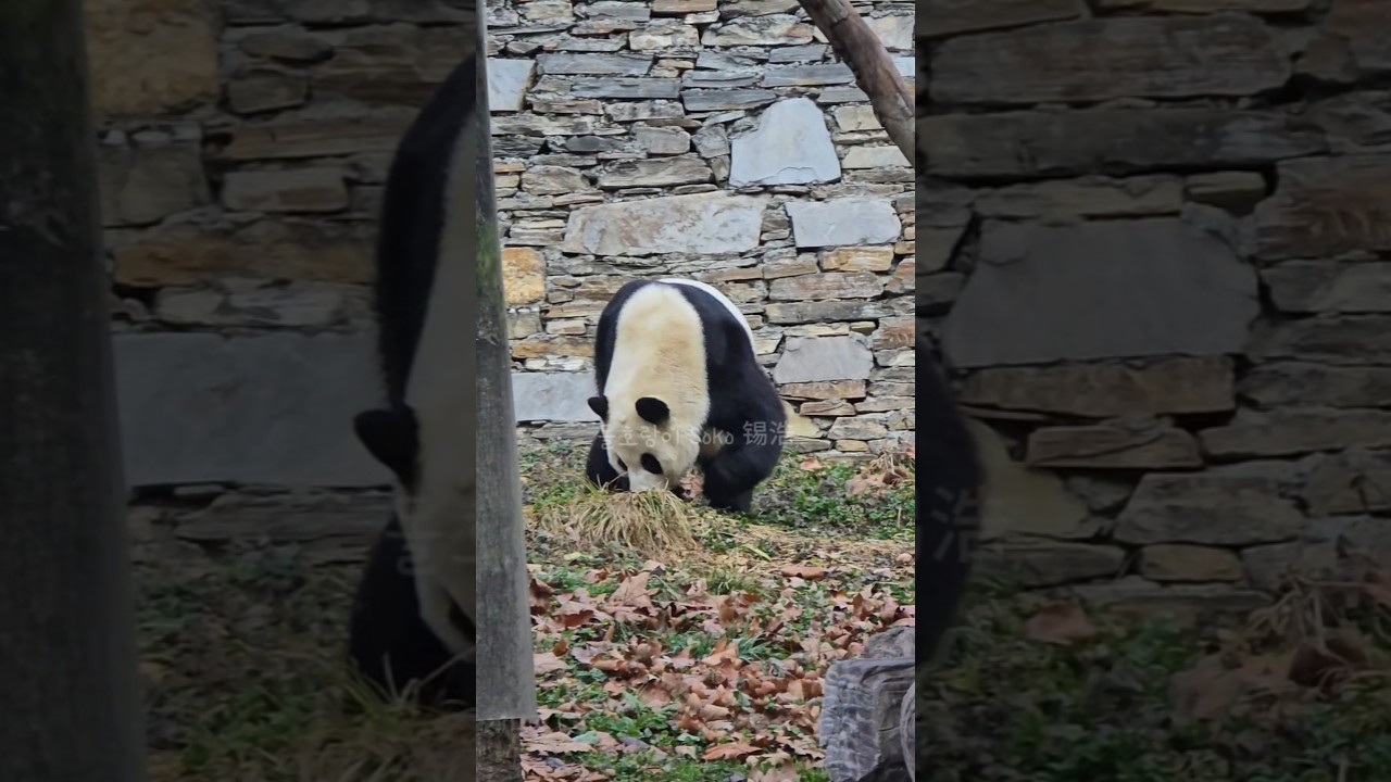 호기심 대마왕❤️#푸바오 #판다 #fubao #panda #푸바오실시간