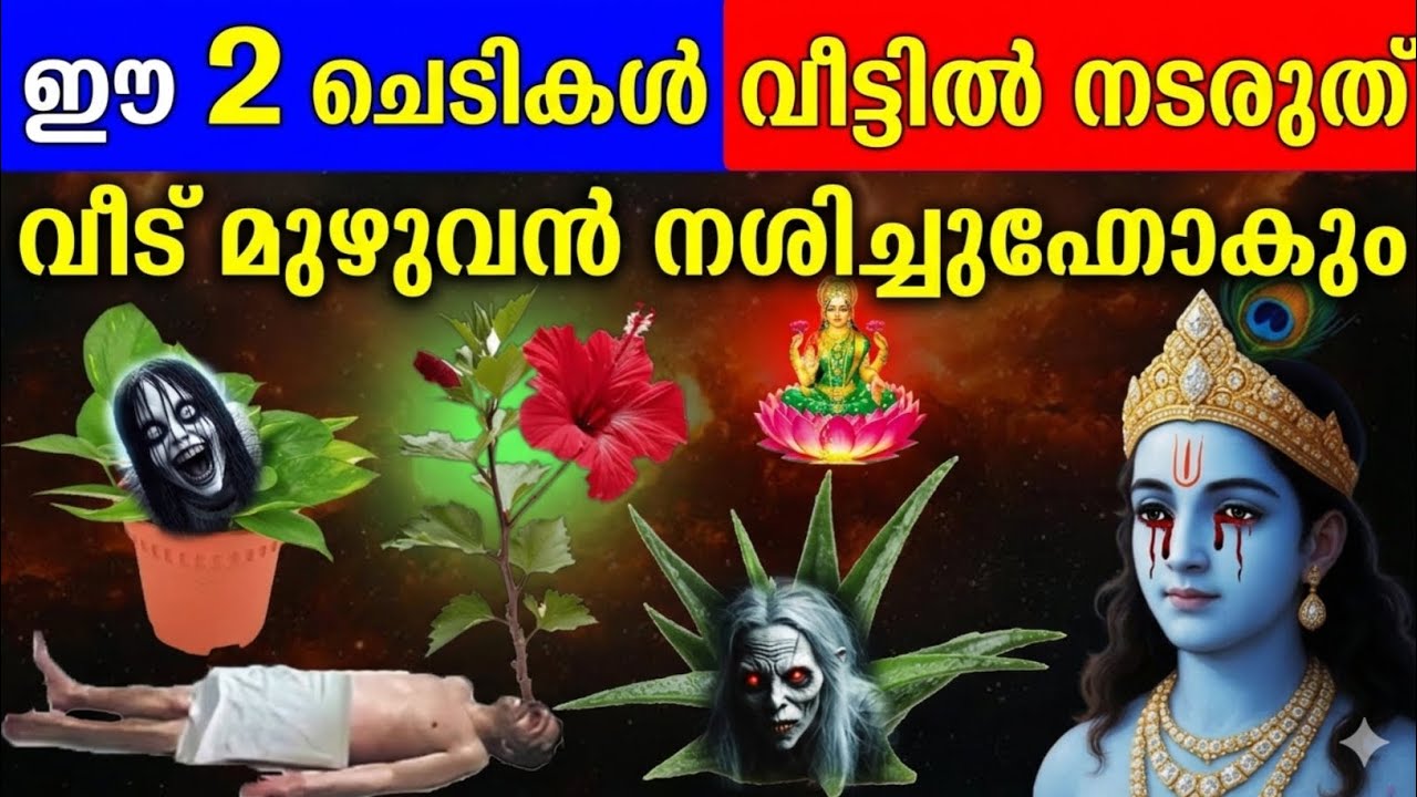 ഈ 2 ചെടികൾ വീട്ടിൽ നടരുത്. വീട് മുഴുവൻ നശിച്ചുപോകും.