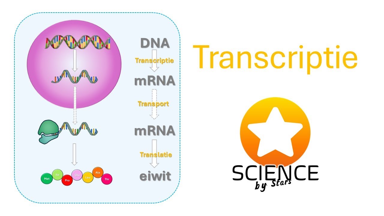 Transcriptie: van DNA tot matuur mRNA