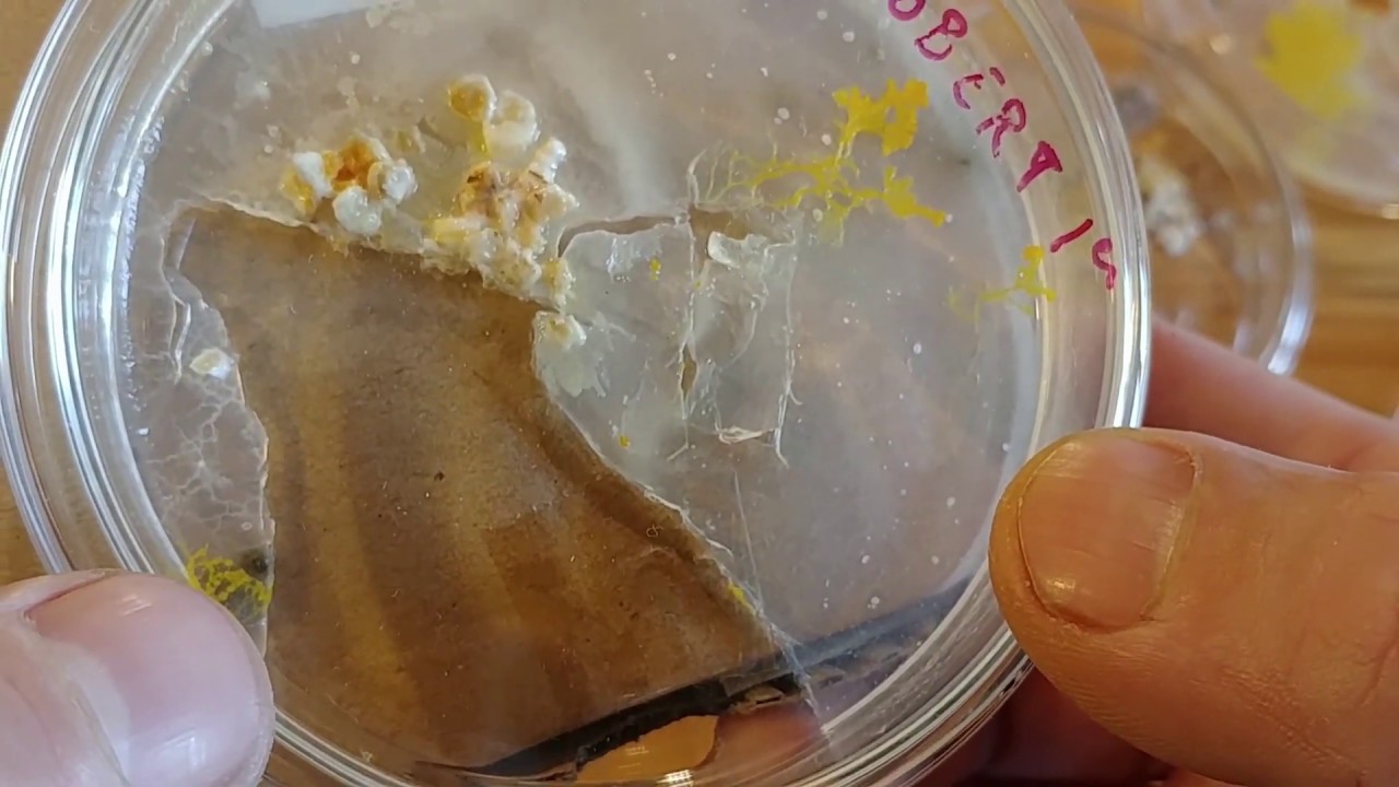 Blobert vs moisissures. J+14 - Blob 7