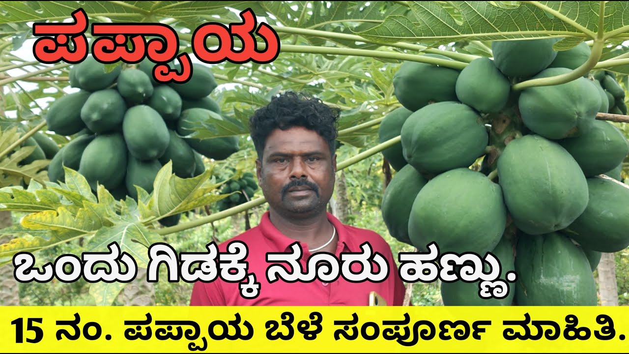 ಒಂದು ಕಟಾವಿಗೆ 4-5 ಲಕ್ಷ ಆದಾಯ | ಒಂದು ಗಿಡಕ್ಕೆ ನೂರು ಹಣ್ಣುಗಳು | 15 number papaya | 15 ನಂ. ಪಪ್ಪಾಯ ಬೆಳೆ |