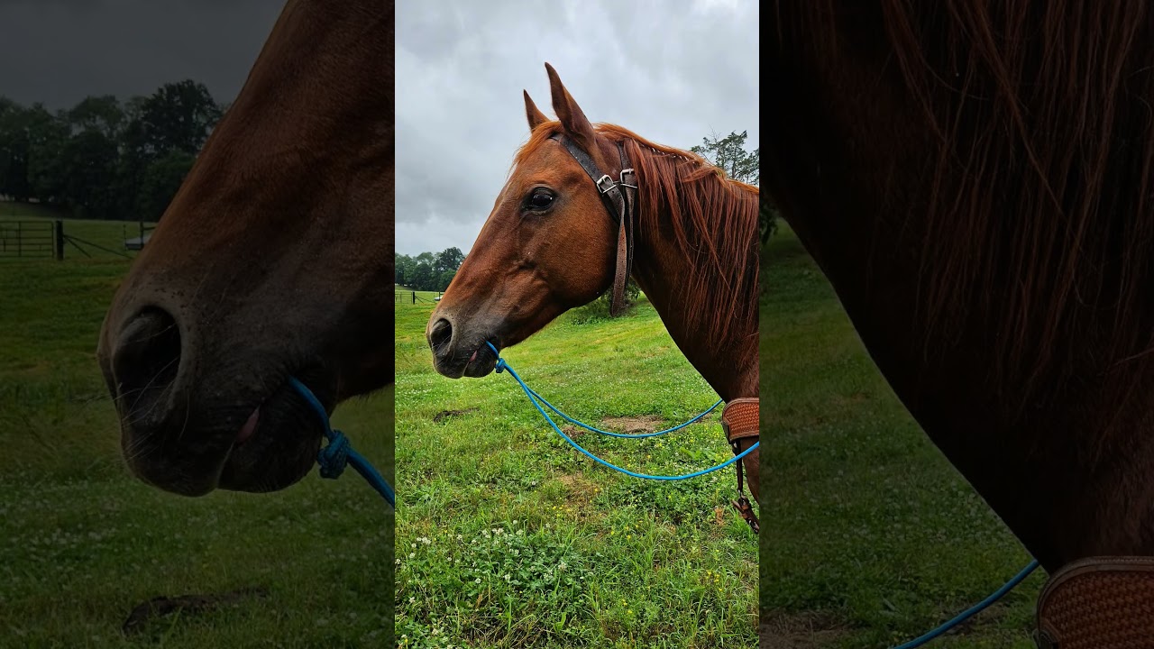 #indegenous #nativeamerican #quarterhorse #horsesofyoutube #warbridle #2worldscollide