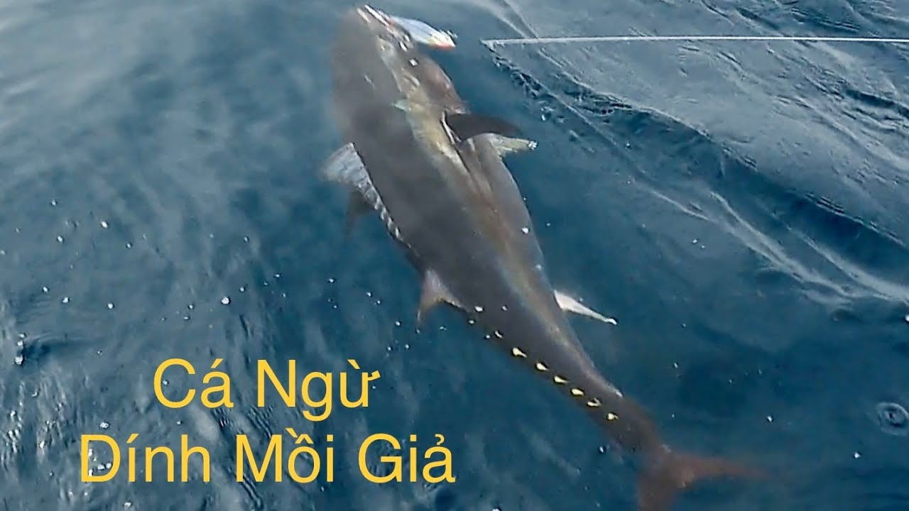 Câu Cá Ngừ Khổng Lồ EP02 - One Pissed off Fish | Troll Madmacs for Bluefin  @cqc_tv