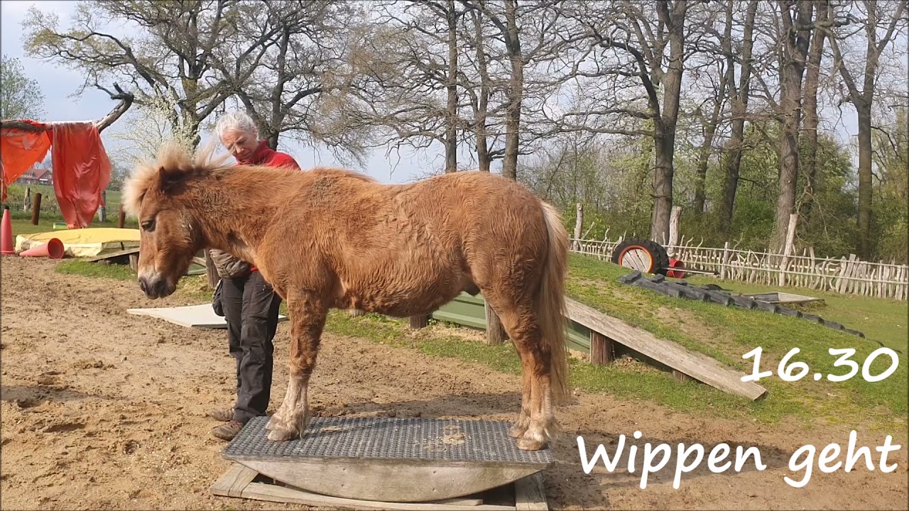 🦷 🤯  Unsere Diagnose EOTRH - Schneidez&auml;hne Extraktion 🐴  | Nina Steigerwald