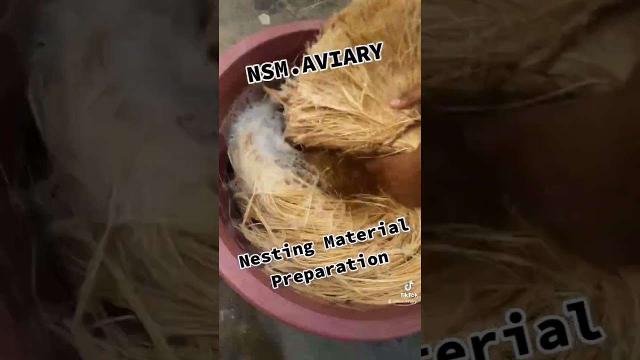 Nesting Material Preparation. For breeding box love birds