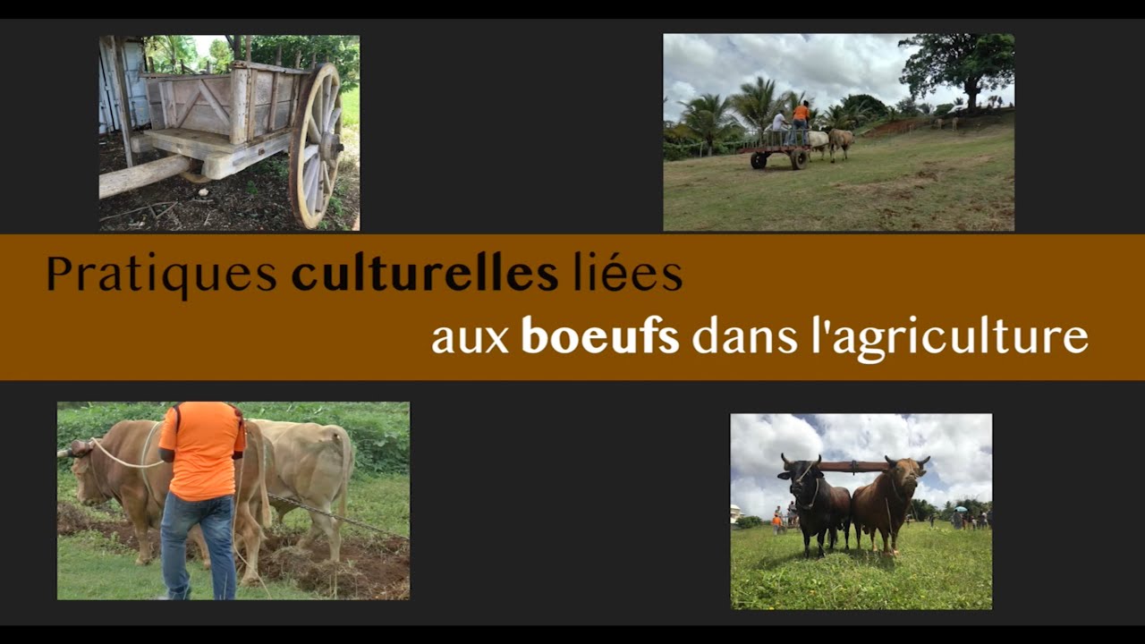 Pratiques culturelles liées aux boeufs dans l'agriculture