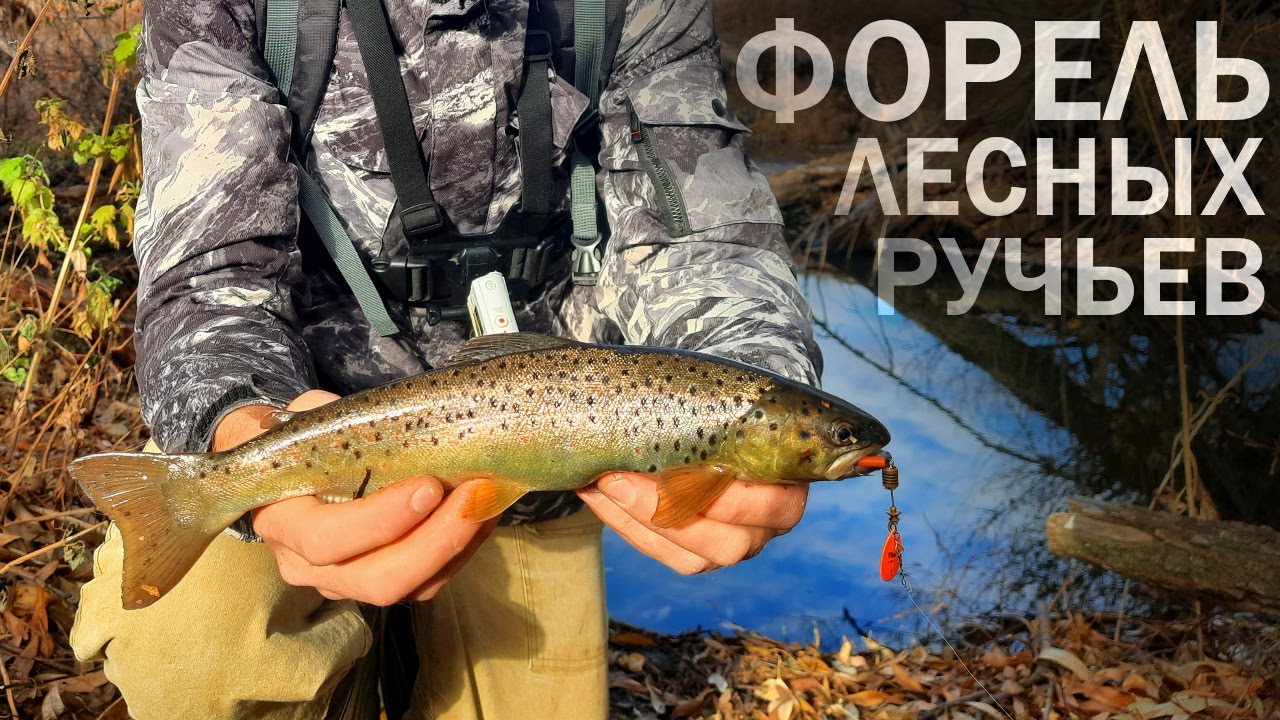 Дикая форель на лесном ручье. Осенняя рыбалка на спиннинг