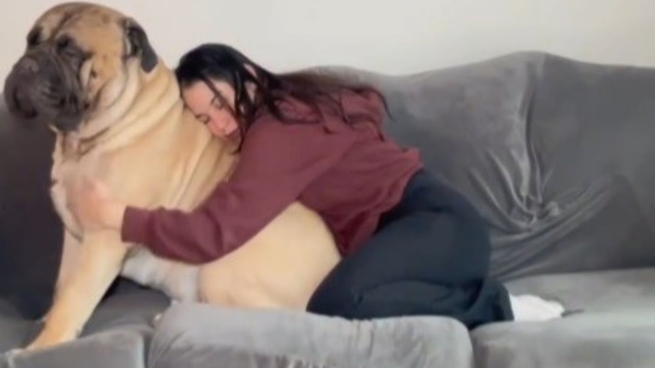 Woman Got A Tiny Dog - Reached 143 Pounds But Still Thinks He's A Baby