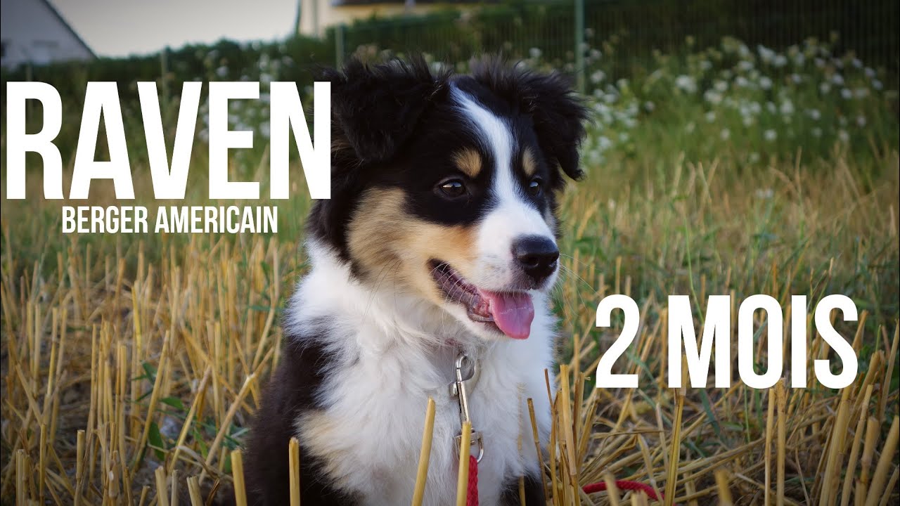 Raven Berger Américain - 2 mois