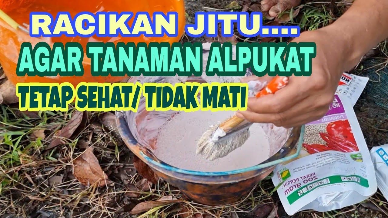 RACIKAN JITU.AGAR POHON ALPUKAT TETAP SEHAT/TIDAK MATI
