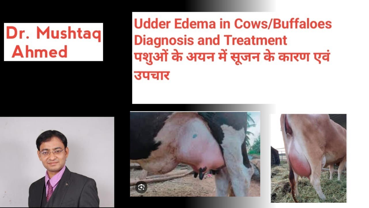 Udder Edema in Cow/Buffalo (गाय/भैंस के अयन में सूजन के कारण एवं उपचार)