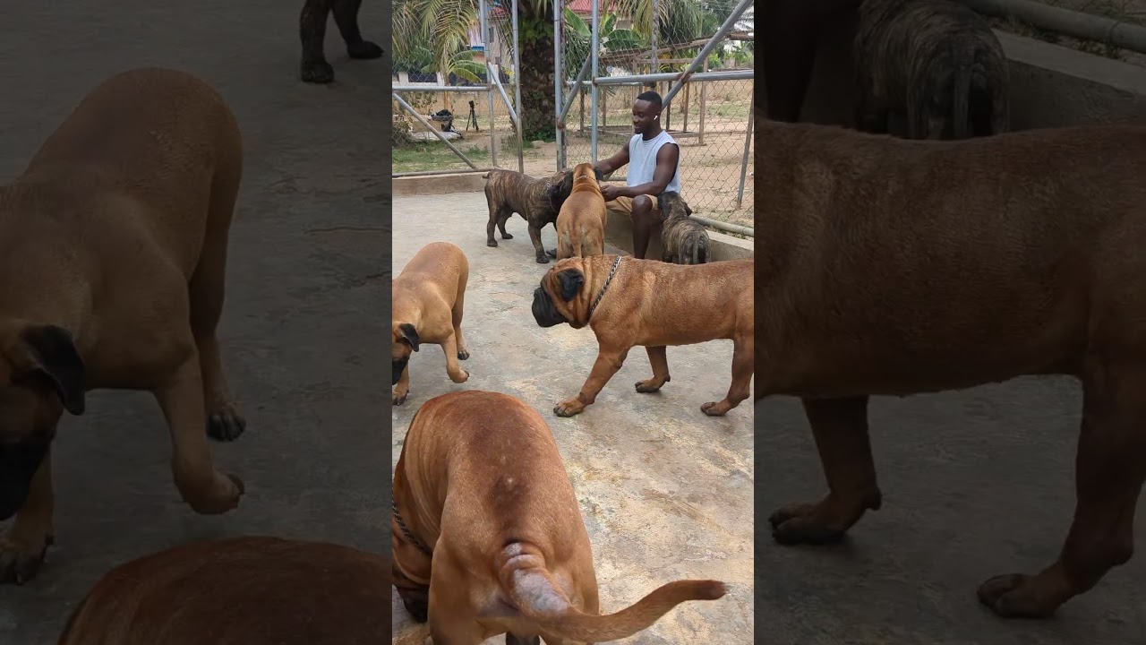 Breeder and his Bull Mastiffs #dog #shorts #bullmastiff