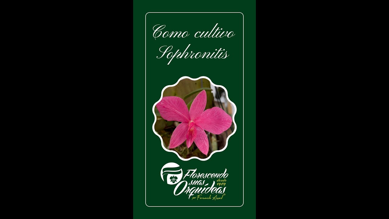 COMO PREFIRO CULTIVAR DIVERSAS SOPHRONITIS#shorts
