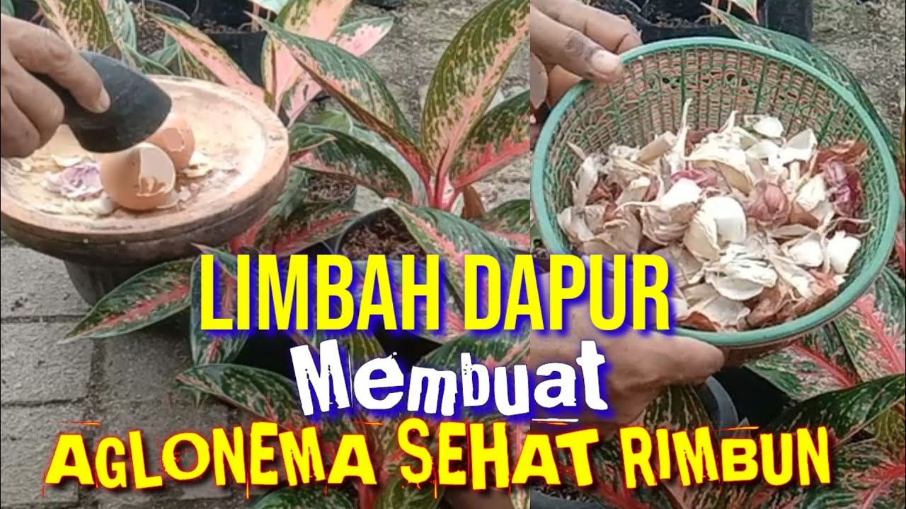 Cara membuat aglonema rimbun dan sehat dengan limbah dapur @SIGIT FLORIST #aglonema