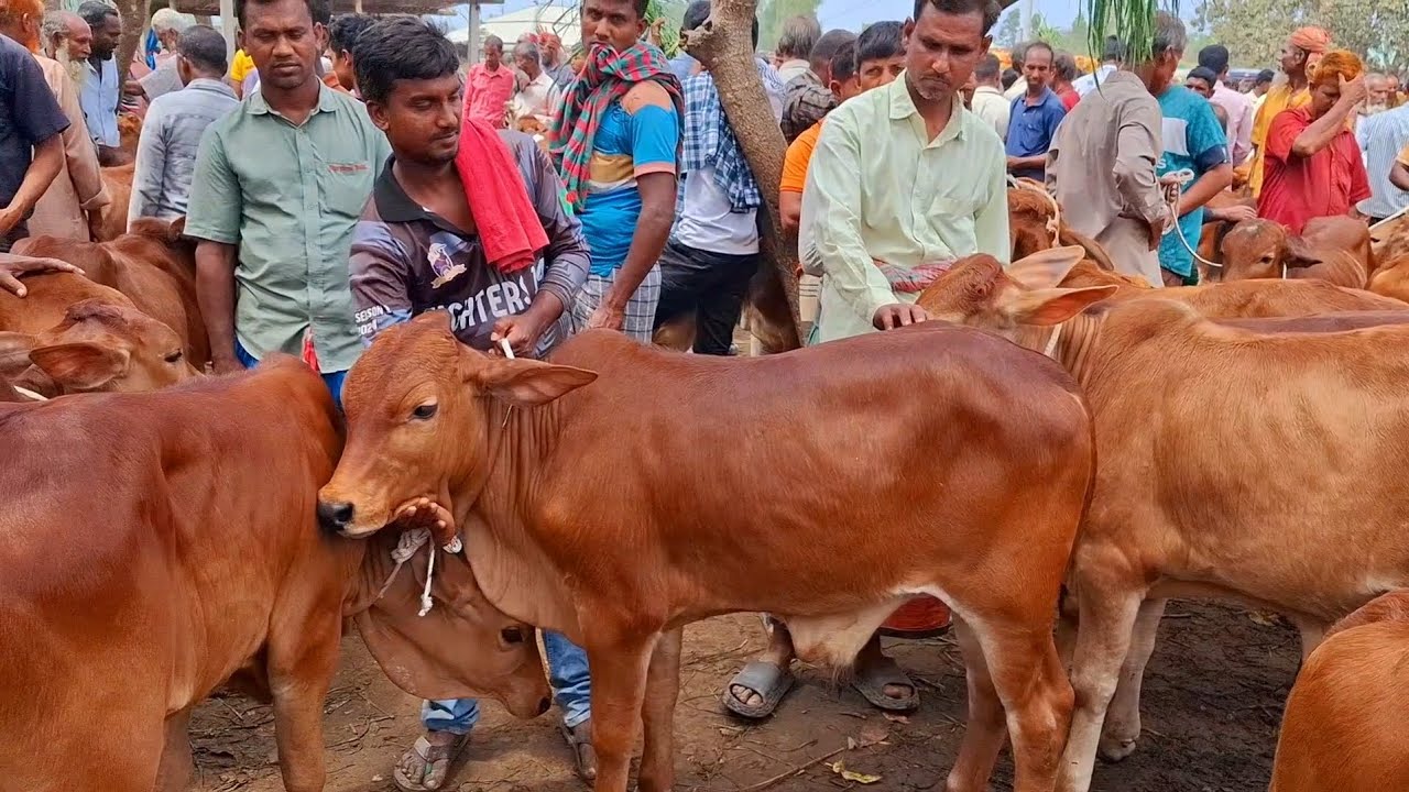 ৬ ফেব্রুয়ারি 2026| প্রচুর চাহিদা সম্পন্ন শাহীওয়াল জাতের ষাঁড় বাছুরের দাম | আমবাড়ী হাট | থেকে