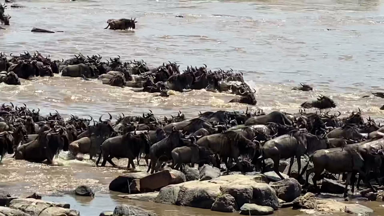 The Great Wildebeest Migration in Tanzania