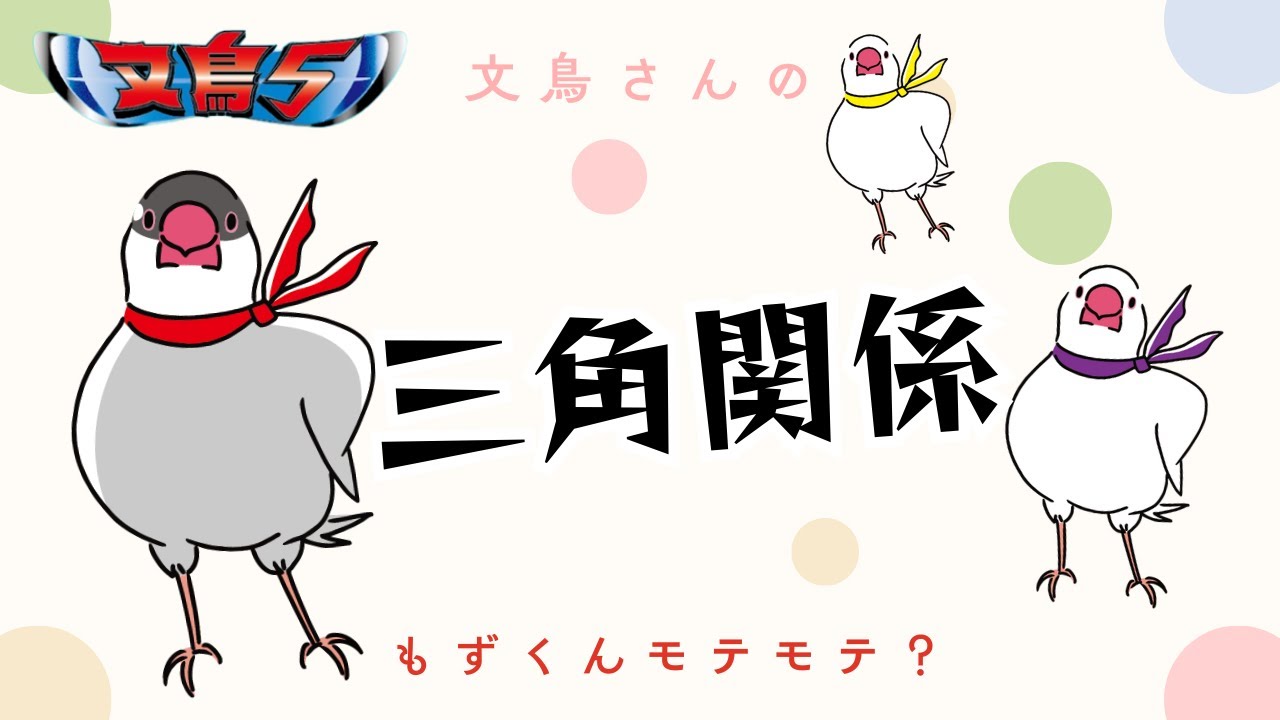 【文鳥劇場】文鳥の恋愛〜はるもずききの三角関係　#文鳥 #仲良し #javasparrow