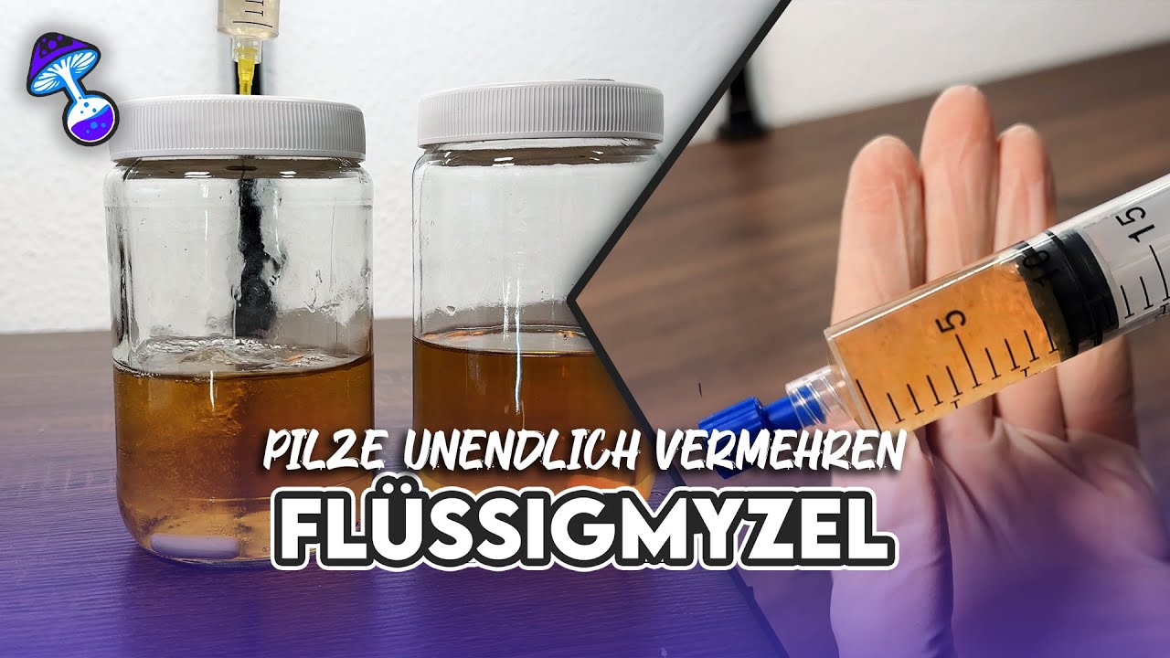 Beste Methode um Flüssigmyzel herzustellen - Pilze unendlich vermehren
