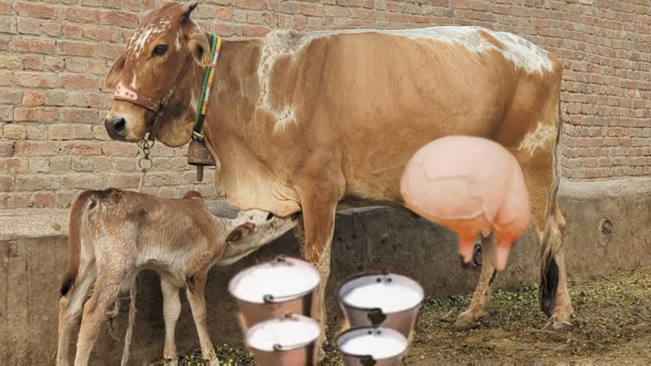 cholistani frizen cross cow for sale (03061061151) youtube.November 1, 2025