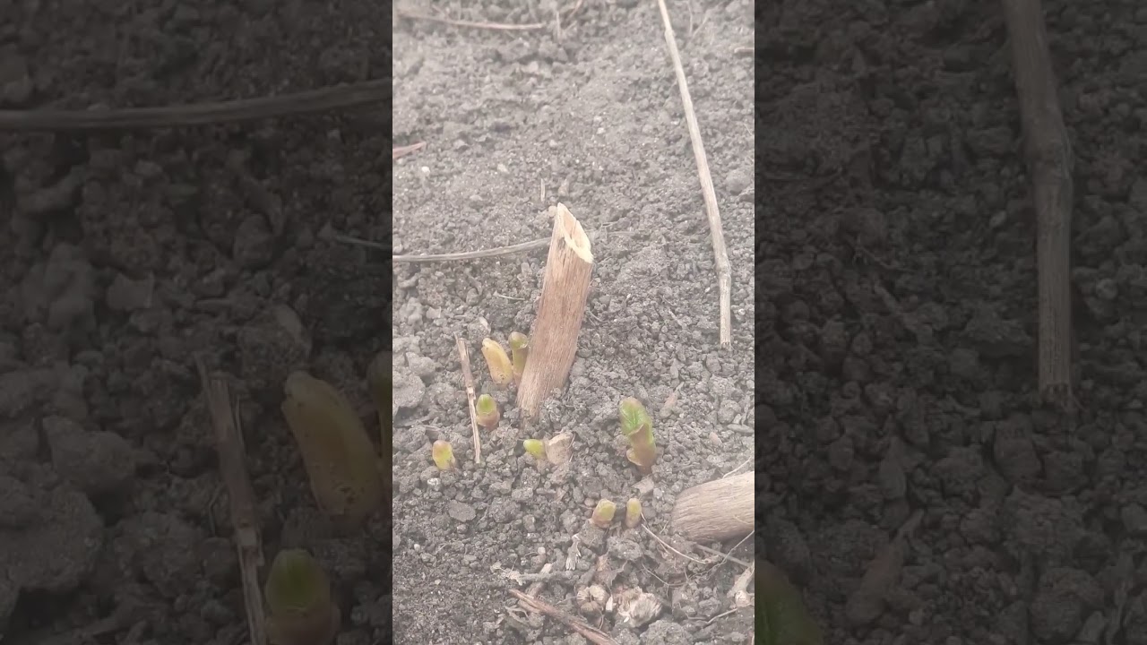 purple Milkweed sprouting! @cegnatives # #gardening #nativeplants #flowers #milkweed #butterflyhost