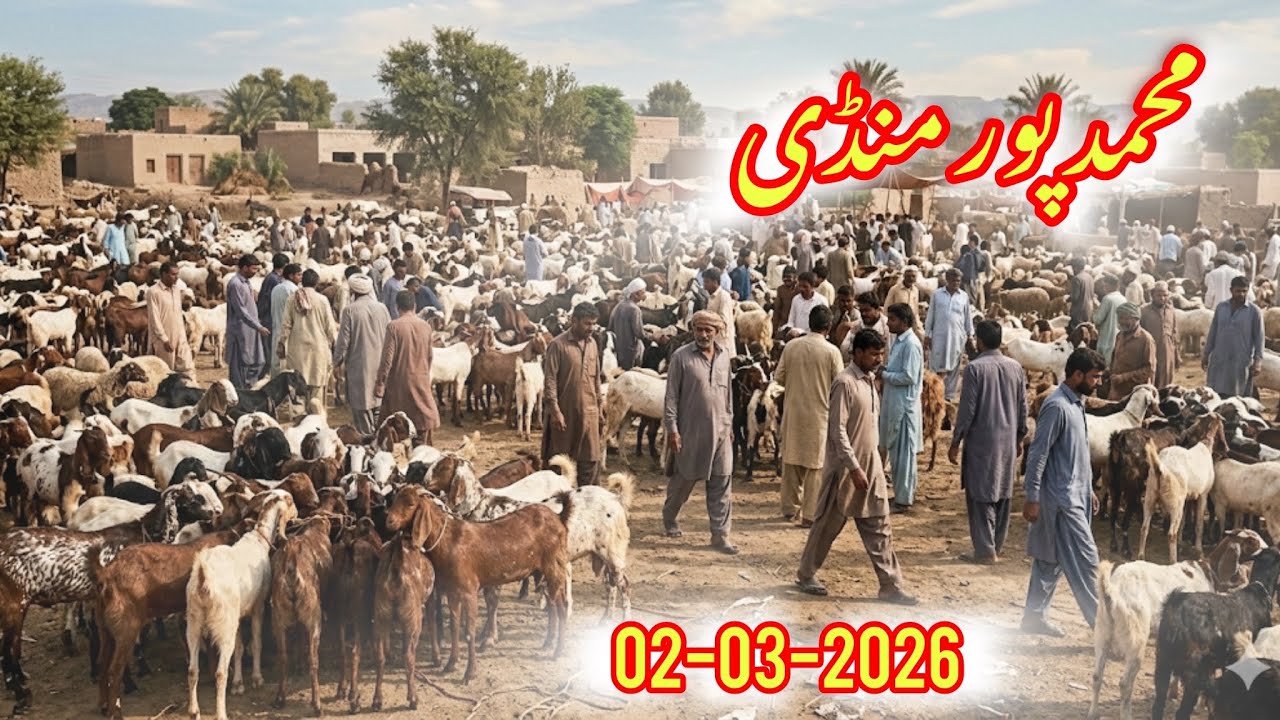 Muhammadpur Bakra Mandi Dera Ghazi Khan || محمد پور بکرا منڈی ڈیرہ غازی خان
