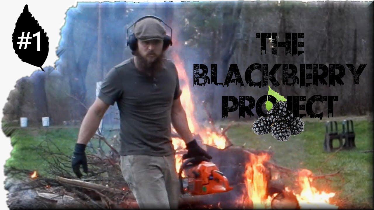 The Blackberry project ~ Home Sweet Homestead