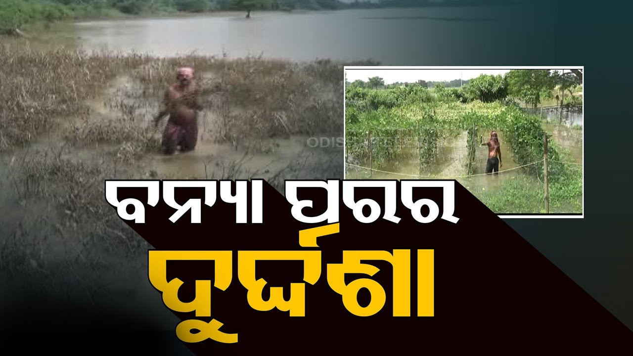 Subarnarekha flood leaves over 100 villages marooned, acres of farmland underwater in Balasore