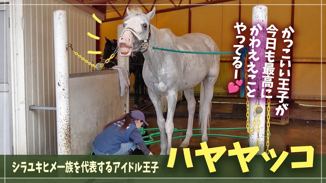 【ハヤヤッコ】今日も洗い場で最高にカワイイ姿を披露してくれる、アイドルな元競走馬