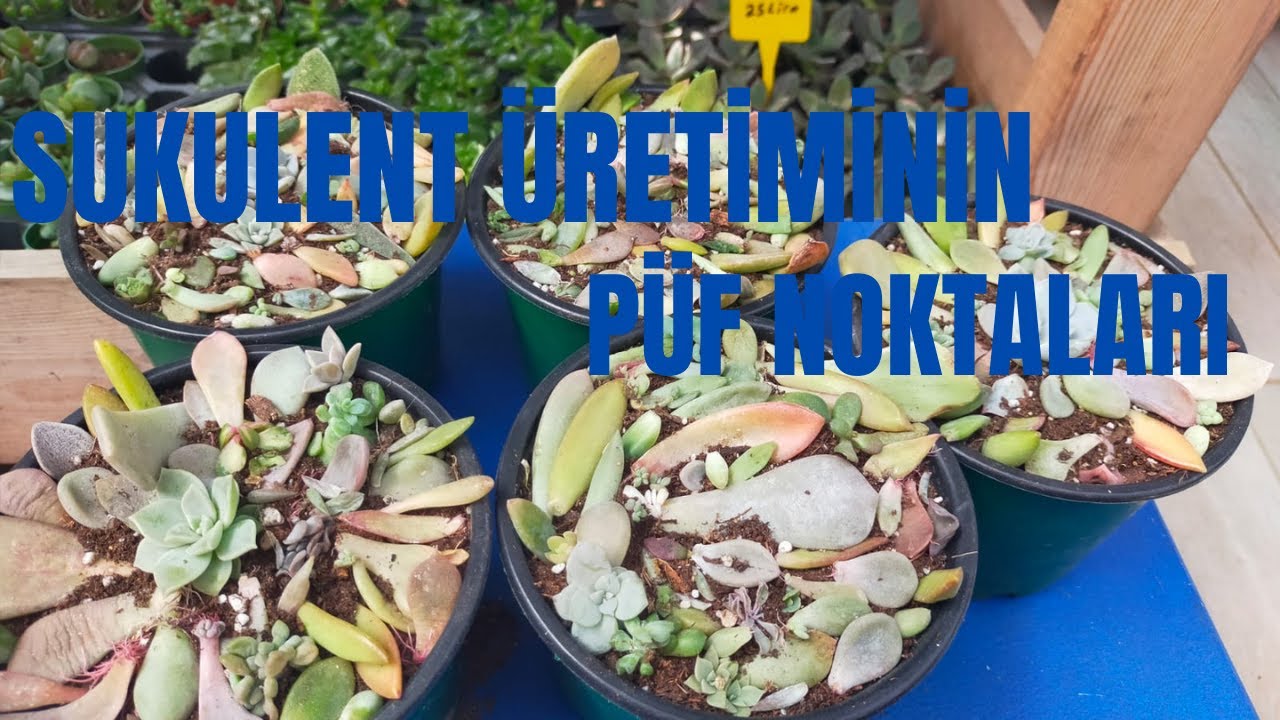 Yapraktan Sukulent Üretmenin Püf Noktaları