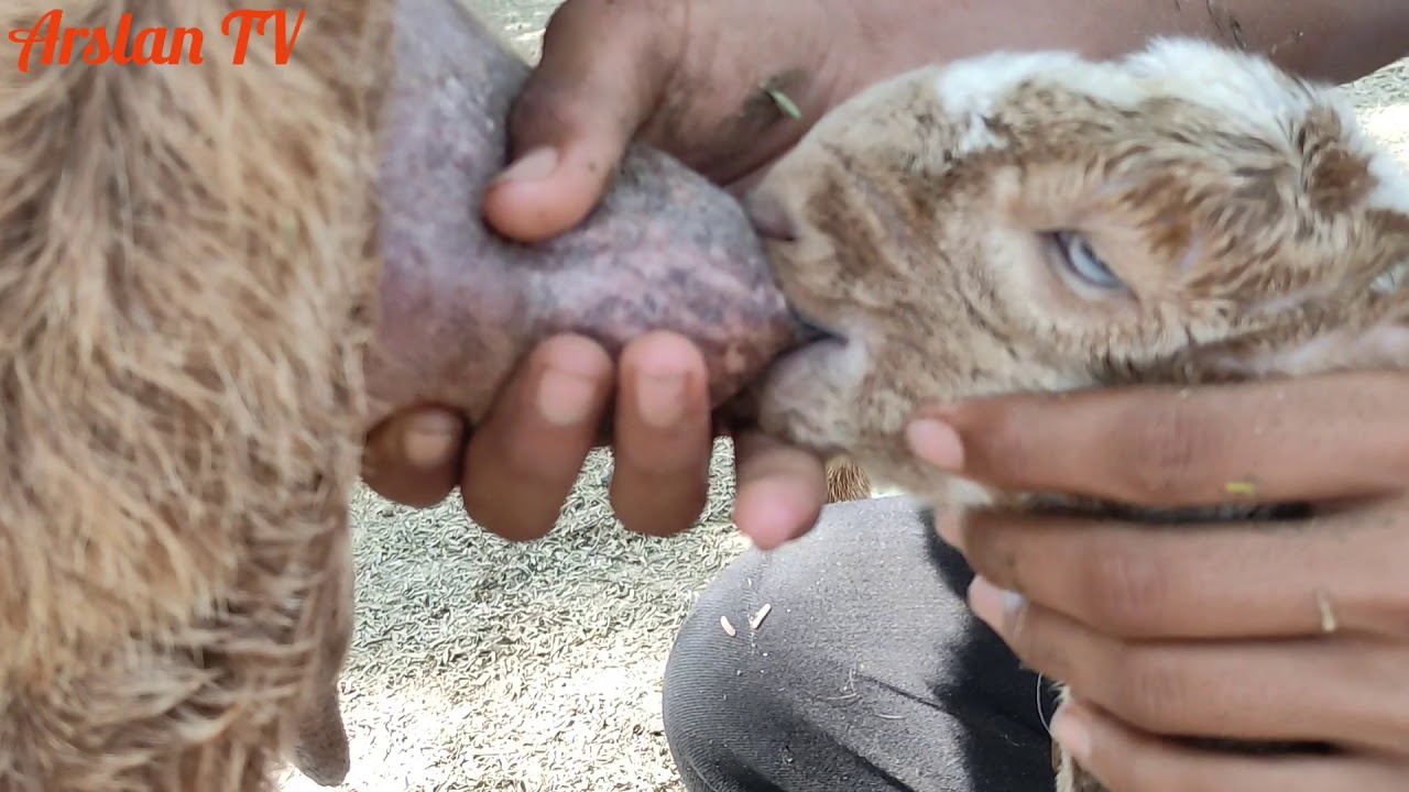 New Born Goat Feeding Milk | بچوں کو دودھ پلانا | ARSLAN TV HASILPUR |ATH | NBGFM