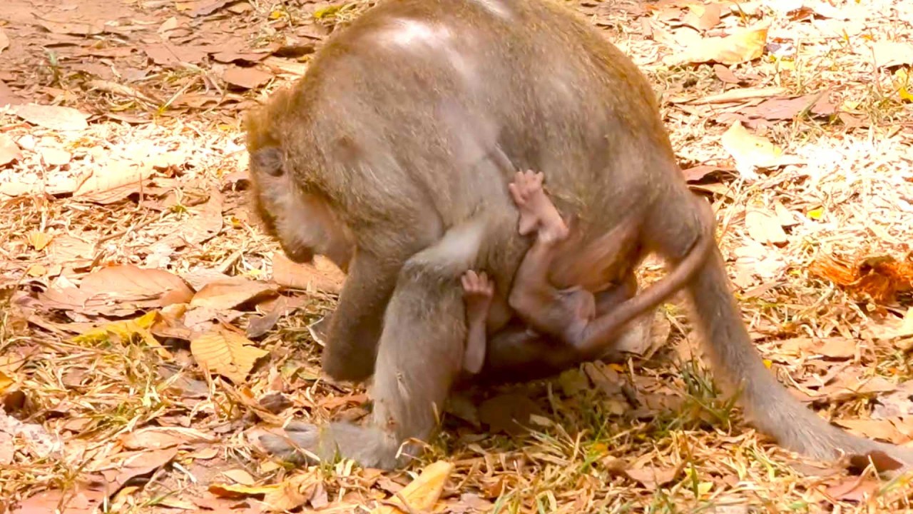 Hilarious Moment! Monkey Button Teaches Her Baby a Fun Jungle Lesson