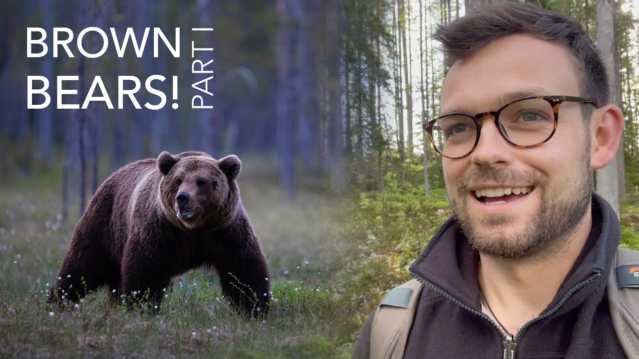 Into the Wild With Brown Bears and Wolverines in Finland - Wildlife Photography