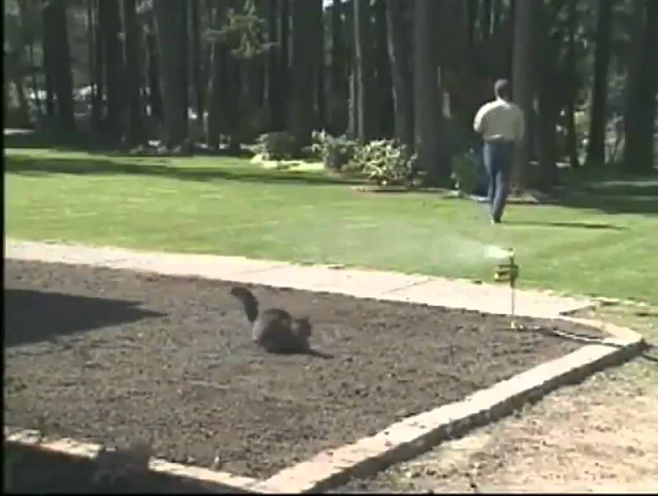Scarecrow by Contech - A Petco Product Feature