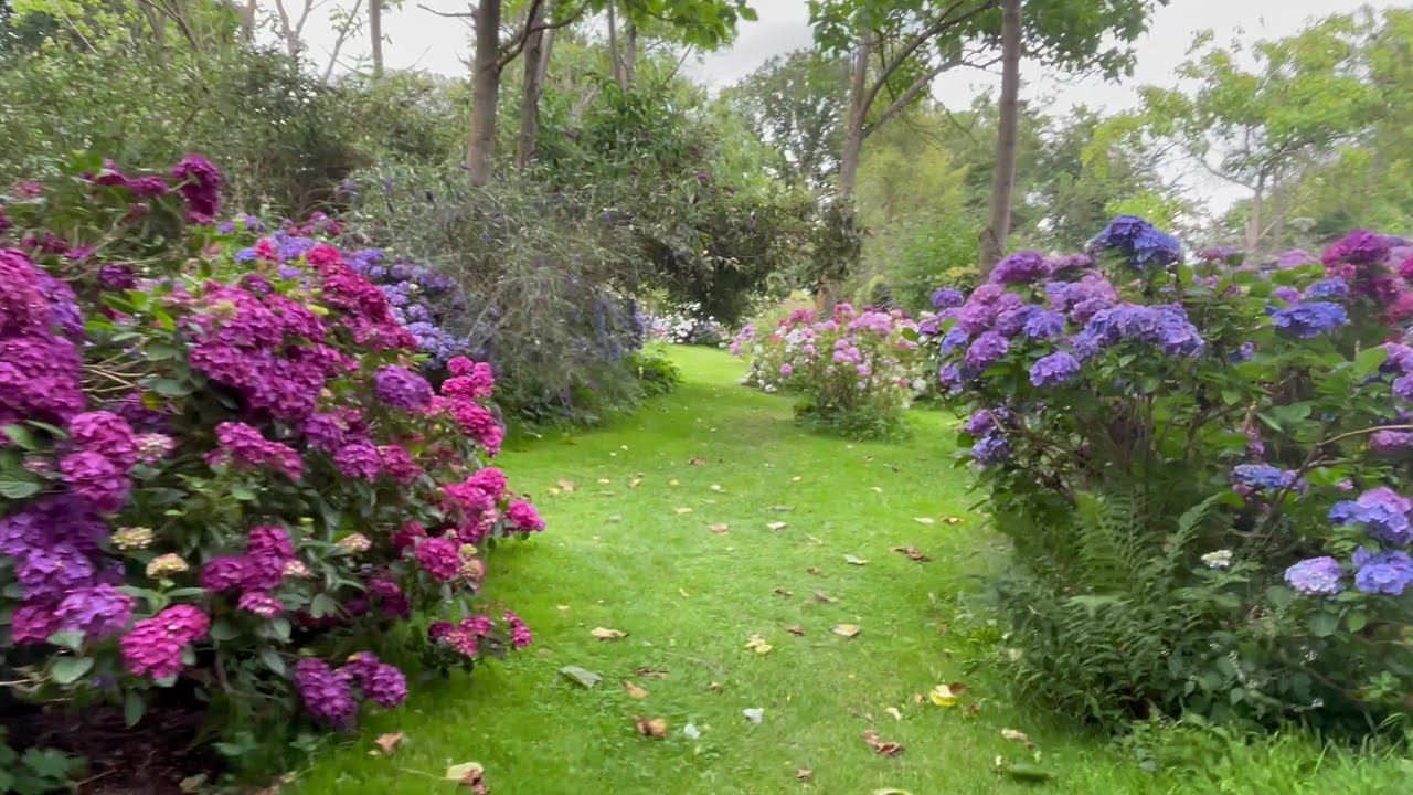 The largest Collection of HYDRANGEAS in the world. part 1