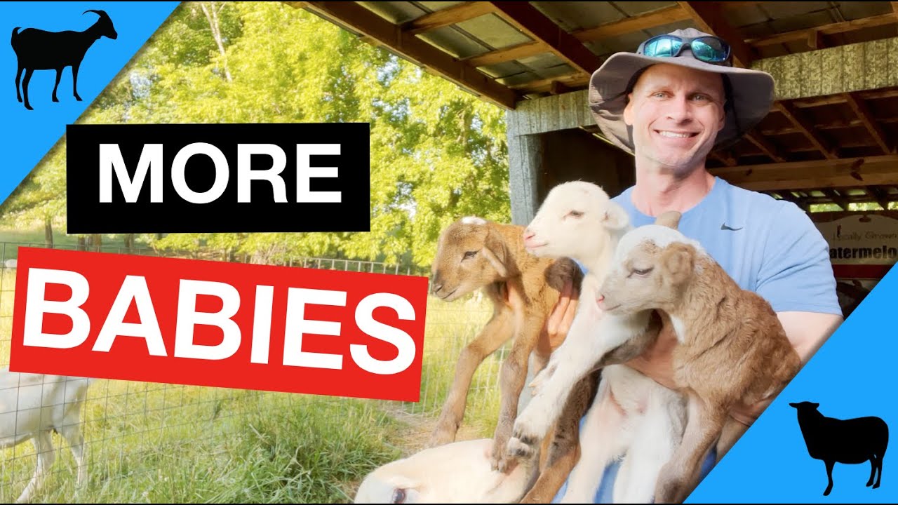 How Many Babies Are Normal For Goats and Sheep?