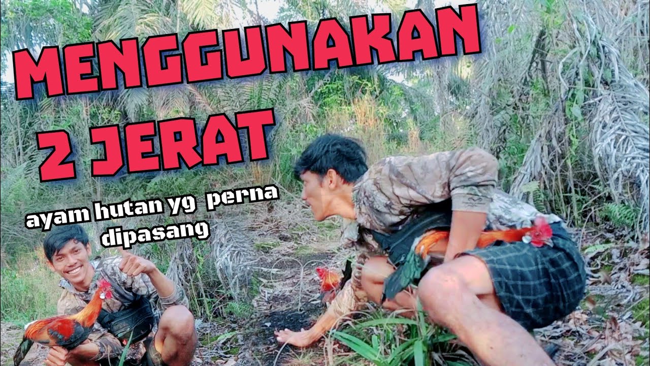 kita datangin yg ke 2kalinya menggunakan 2 jerat