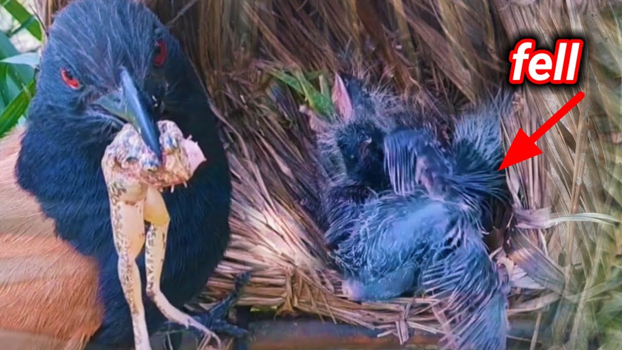DETIK-DETIK ANAK BURUNG TERPELESET DARI SARANG