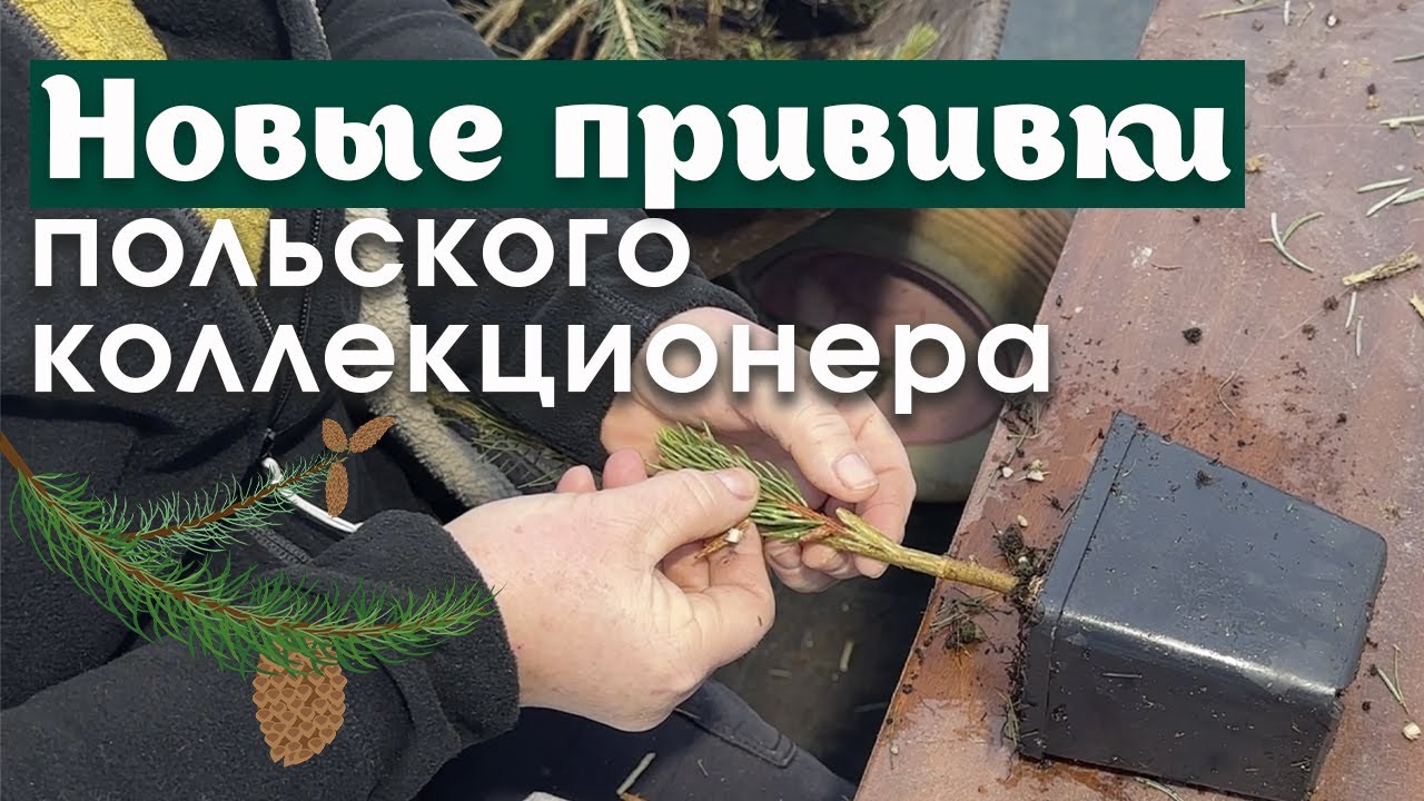 Питомник польского коллекционера🌲Новые прививки редких хвойных