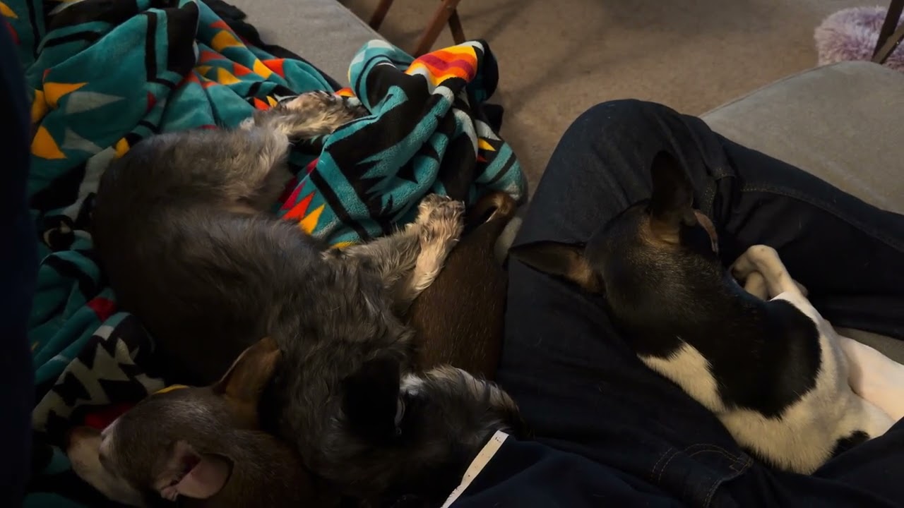 Dogs Went for a Walk | They Got The Most Out Of It 