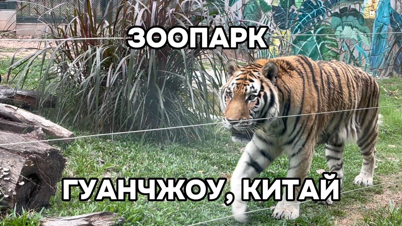 Зоопарк в Гуанчжоу (Китай)