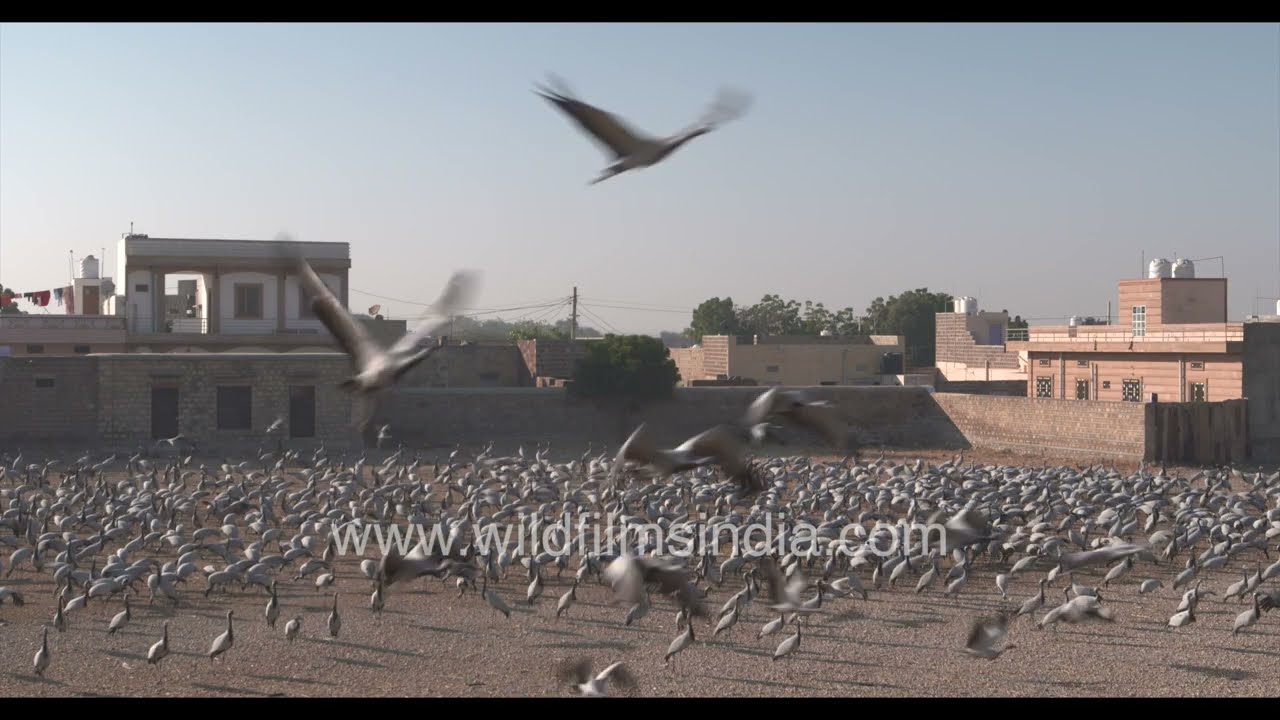 Khichan draws thousands of Demoiselle cranes from across the migration route