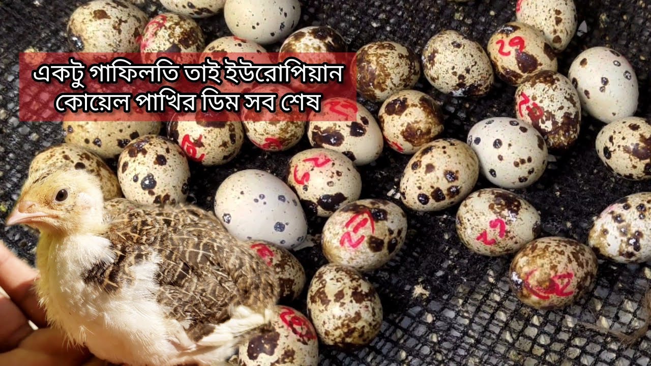 🐣ইউরোপিয়ান কোয়েল পাখির ডিম সব শেষ 😭