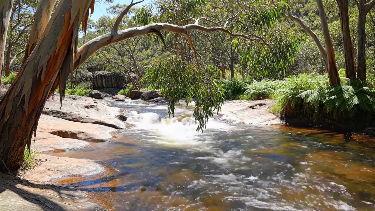 Fall Asleep Fast with Gentle River Sounds and Calming Forest Birdsong