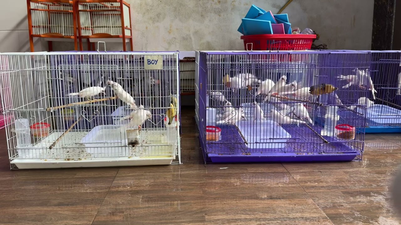 Dòng chim chào mào đột biến có giá hàng chục triệu được nuôi sinh sản ở Việt Nam 