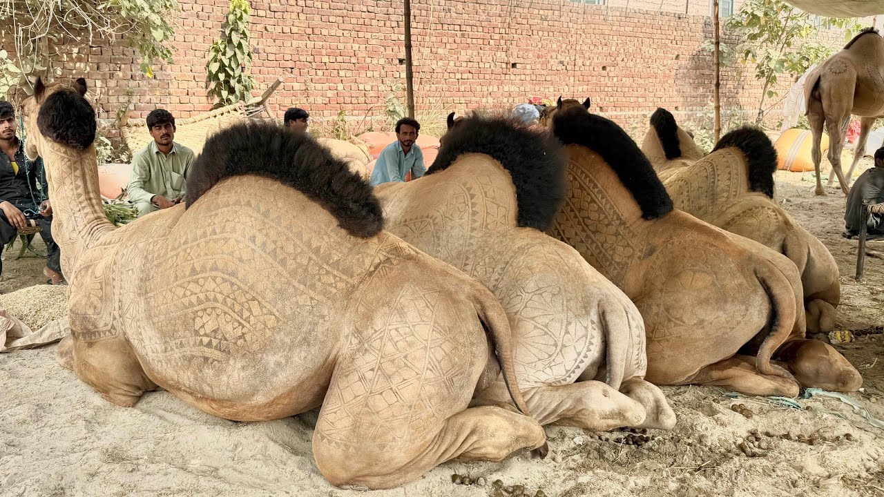Camel Mandi Rate Bohat High Hain Shahpur Kanjra Mazhar Biba Official