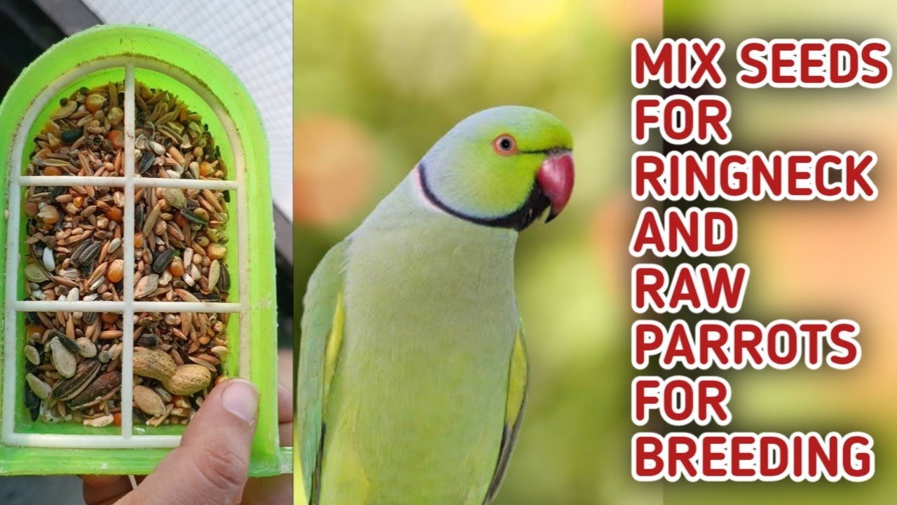 Best Mix Seed For Green Ringneck parrot For Breeding