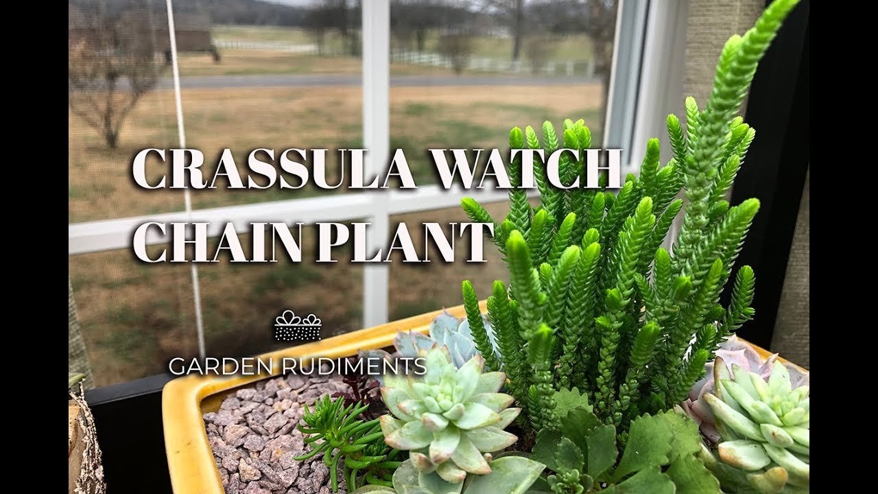 Crassula Watch Chain Plant:  The good and the bad