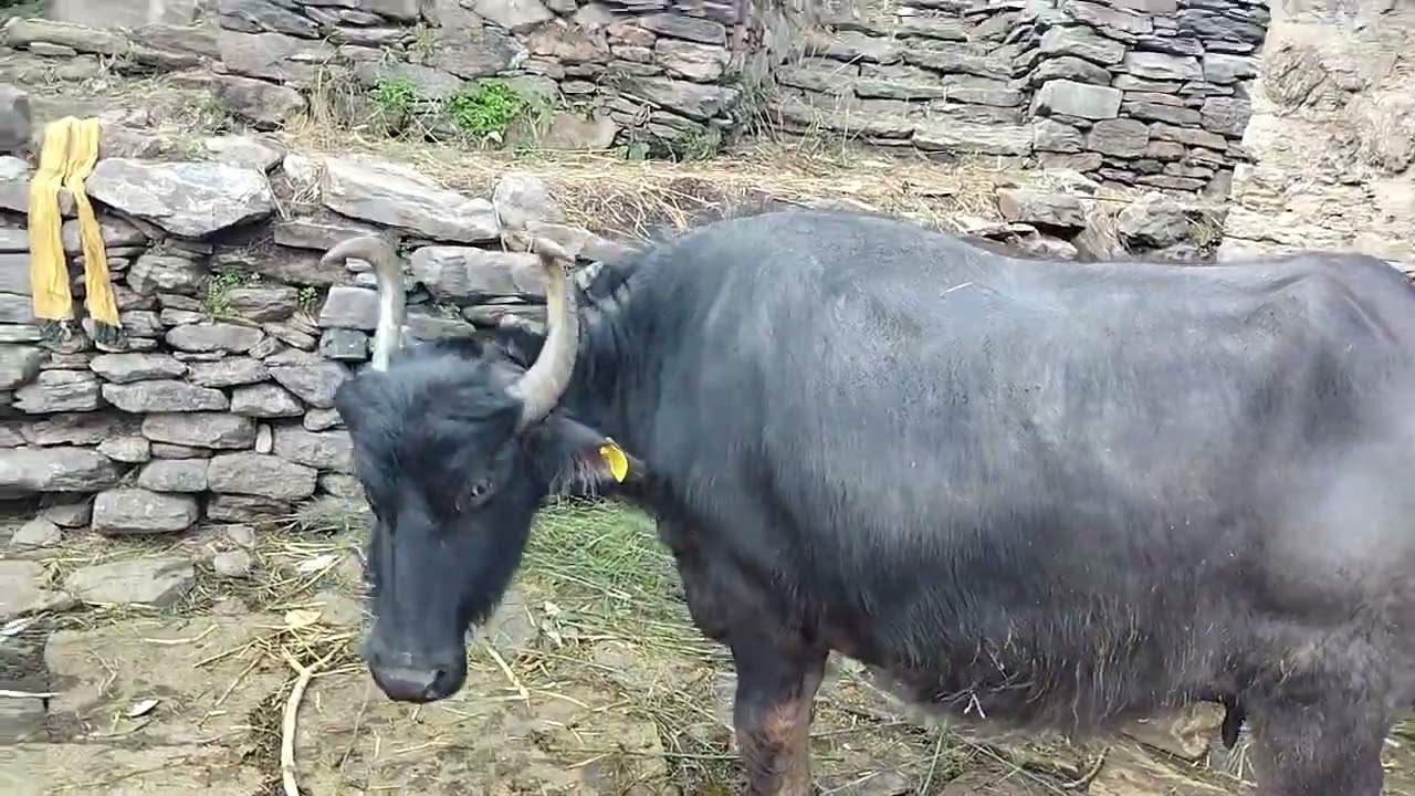 Pahadi Lifestyle  vlog pahadi business