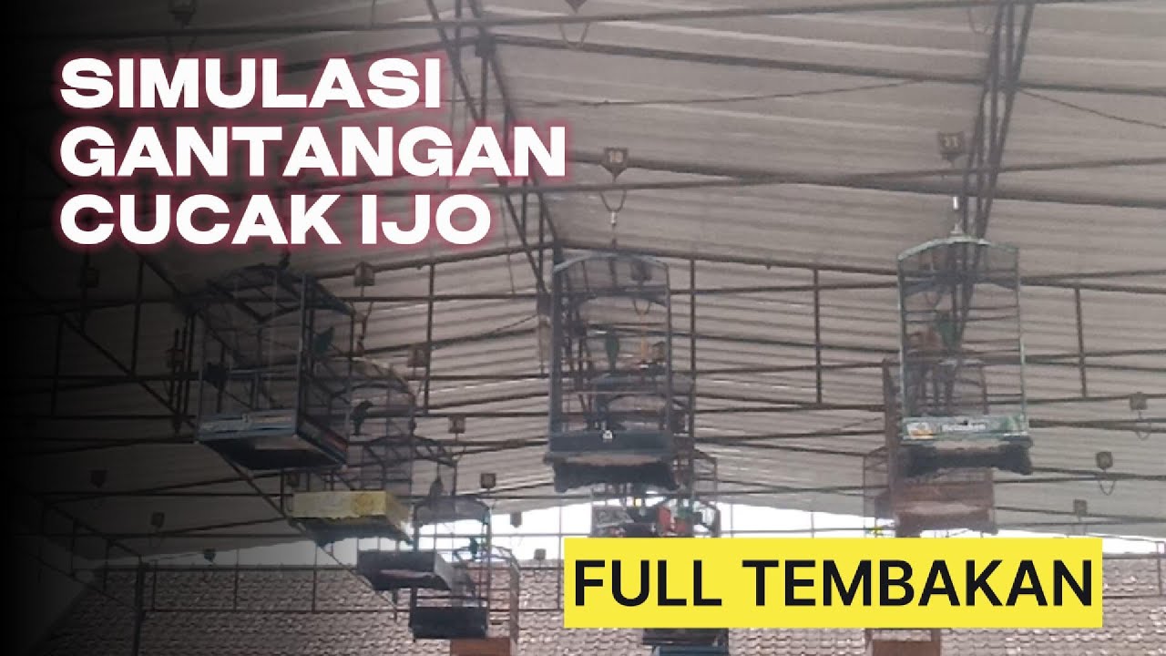 Simulasi gantangan  Lomba Burung Cucak ijo full Tembakan, melatih emosi , mental burung