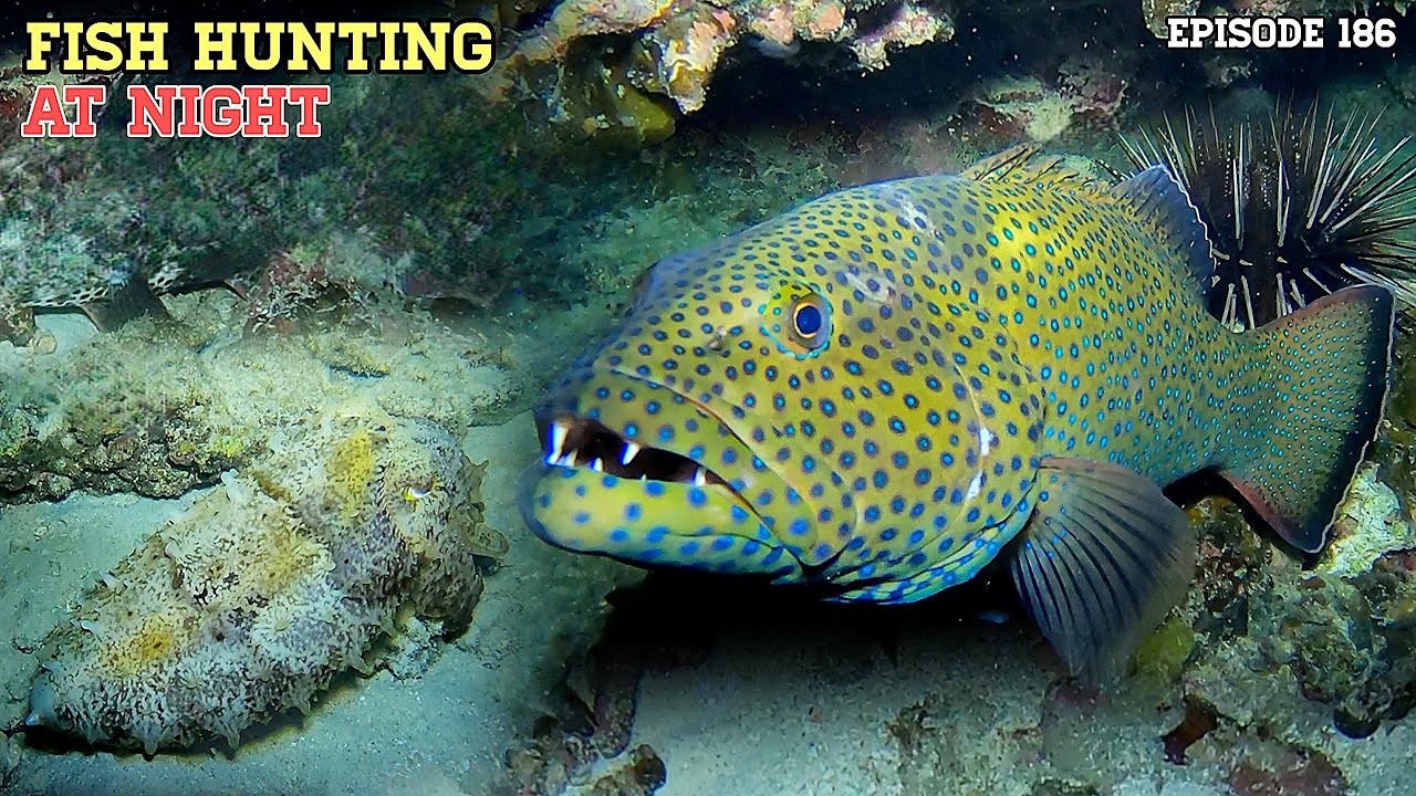 Night SPEARFISHING EPISODE 186 | FISH HUNTING AT NIGHT 